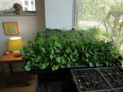 Building the NewenHouse Kit Home: Windowsills for Seedlings Image